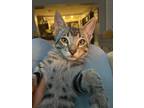 Adopt Minos a Tiger Striped Tabby (medium coat) cat in Lauderhill, FL (38940554)