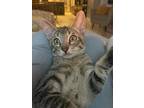 Adopt Perseus a Tiger Striped Tabby (medium coat) cat in Lauderhill