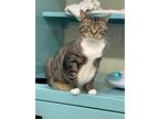 Adopt Callie a Tiger Striped Domestic Shorthair (short coat) cat in Lauderhill