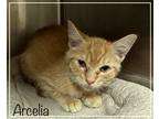 Adopt ARCELIA a Orange or Red Tabby Domestic Shorthair (short coat) cat in