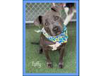 Adopt TAFFY a Gray/Silver/Salt & Pepper - with White Pit Bull Terrier / Mixed