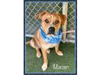 Adopt MARZEN a Brown/Chocolate - with White Black Mouth Cur / Mixed dog in