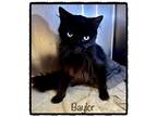 Adopt BAYLOR a All Black Domestic Mediumhair (medium coat) cat in Marietta