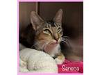 Adopt SENECA a Calico or Dilute Calico Domestic Shorthair (short coat) cat in