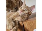 Adopt Boone a Orange or Red Tabby Domestic Shorthair (short coat) cat in