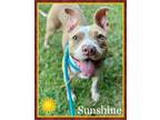 Adopt SUNSHINE a Tan/Yellow/Fawn - with White Pit Bull Terrier / Mixed dog in