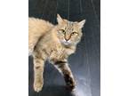 Adopt Strawberry a Brown Tabby Domestic Longhair (long coat) cat in East