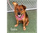 Adopt SASHA a Red/Golden/Orange/Chestnut Golden Retriever / Mixed dog in