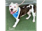 Adopt SAINT a White - with Brown or Chocolate Staffordshire Bull Terrier / Mixed