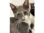 Adopt Noa a Gray, Blue or Silver Tabby Domestic Shorthair (short coat) cat in