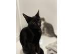 Adopt Blackie a All Black Domestic Shorthair (short coat) cat in Lauderhill