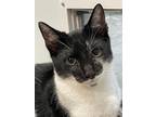 Adopt Pandi a Black & White or Tuxedo Domestic Shorthair (short coat) cat in