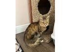 Adopt Focaccia a Tiger Striped Domestic Mediumhair (medium coat) cat in