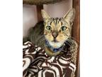 Adopt Pretzel a Tiger Striped Domestic Mediumhair (medium coat) cat in