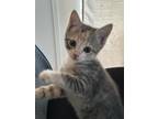 Adopt Merryweather a Brown Tabby Domestic Shorthair (short coat) cat in