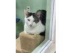 Adopt Zepplin a White (Mostly) Domestic Shorthair (short coat) cat in