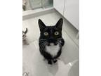 Adopt Snowing a Black (Mostly) Domestic Shorthair (short coat) cat in