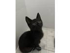 Adopt Gomez Adams a All Black Domestic Shorthair (medium coat) cat in