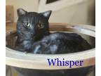 Adopt Whisper a Black (Mostly) Domestic Shorthair (short coat) cat in Alamo