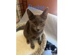 Adopt Rocket a Gray or Blue Russian Blue (short coat) cat in Alamo