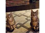 Adopt Fulton & Parker a Brown or Chocolate (Mostly) Domestic Shorthair (short