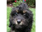 Adopt Cockapoo Angel a Black - with Tan, Yellow or Fawn Cocker Spaniel /