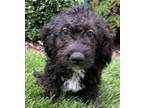 Adopt Beeper King F1B mini labradoodle a Black - with White Miniature Poodle /