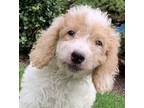 Adopt Hassle Free mini Goldendoodle a White - with Tan, Yellow or Fawn Miniature