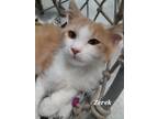 Adopt Zerek (PAWS Kit 1) a Domestic Mediumhair / Mixed (short coat) cat in Rome