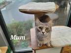 Adopt Mum (Chrysanthemum) a Domestic Mediumhair / Mixed (short coat) cat in