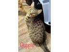Adopt Guppie (Snicker) a Domestic Shorthair / Mixed (short coat) cat in Rome