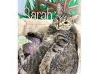 Adopt Sarah Nevaeh a Domestic Mediumhair / Mixed (short coat) cat in Rome