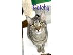 Adopt Patchy a Domestic Shorthair / Mixed (short coat) cat in Rome