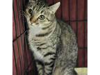 Adopt Izzy a Gray, Blue or Silver Tabby Domestic Shorthair cat in Burlington