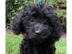 Adopt Hopping Hope F1B mini Goldendoodle a Black - with White Miniature Poodle /