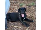 Adopt Janet a Black - with White Labrador Retriever / Mixed dog in Minneapolis