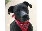 Adopt Tiny Tim a Black Mixed Breed (Large) / Mixed dog in Columbiana