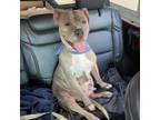Adopt Vivian a Brindle Pit Bull Terrier / Mixed dog in Tuscaloosa, AL (38919479)