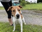 Adopt Enzo a Hound (Unknown Type) / Mixed dog in Port Jervis, NY (38922751)