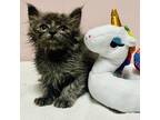 Adopt Pop a Gray or Blue Domestic Shorthair / Mixed cat in Branson