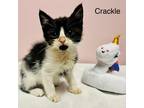 Adopt Crackle a All Black Domestic Shorthair / Mixed cat in Branson