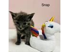 Adopt Snap a Gray or Blue Domestic Shorthair / Mixed cat in Branson
