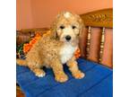 Goldendoodle Puppy for sale in Seneca, KS, USA