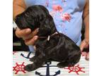 Boykin Spaniel Puppy for sale in Hardinsburg, KY, USA