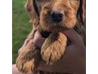 Miniature Labradoodle Puppy for sale in Catoosa, OK, USA