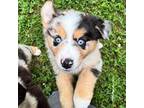Miniature Australian Shepherd Puppy for sale in Warrenton, NC, USA