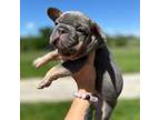 French Bulldog Puppy for sale in West Branch, IA, USA