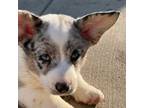 Cardigan Welsh Corgi Puppy for sale in Canonsburg, PA, USA