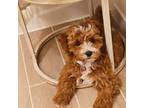 Shih-Poo Puppy for sale in Whitehouse Station, NJ, USA