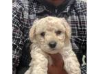 Poodle (Toy) Puppy for sale in Ceres, CA, USA